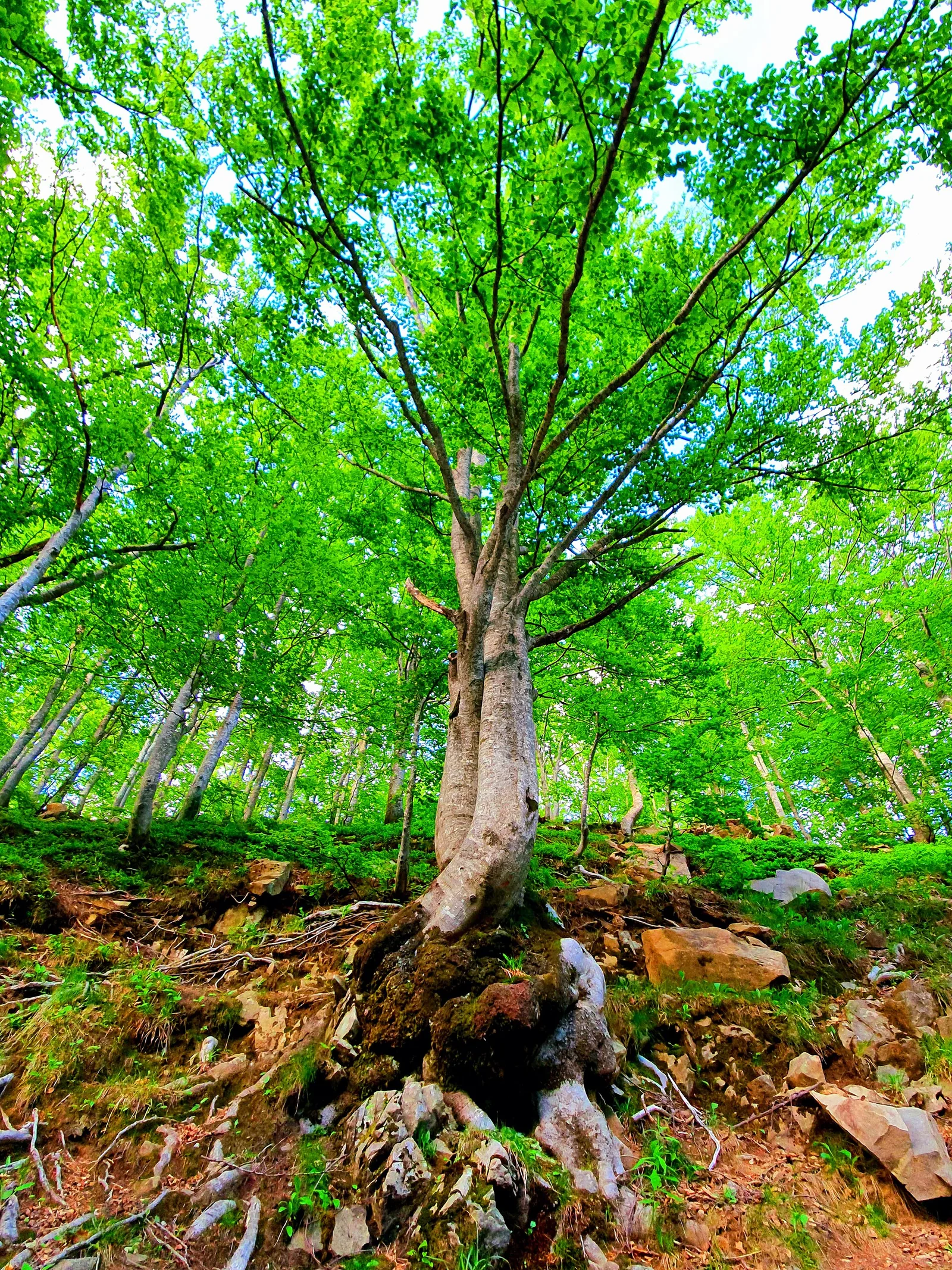 Ein jahrhundertealter Baum im Frignano-Park