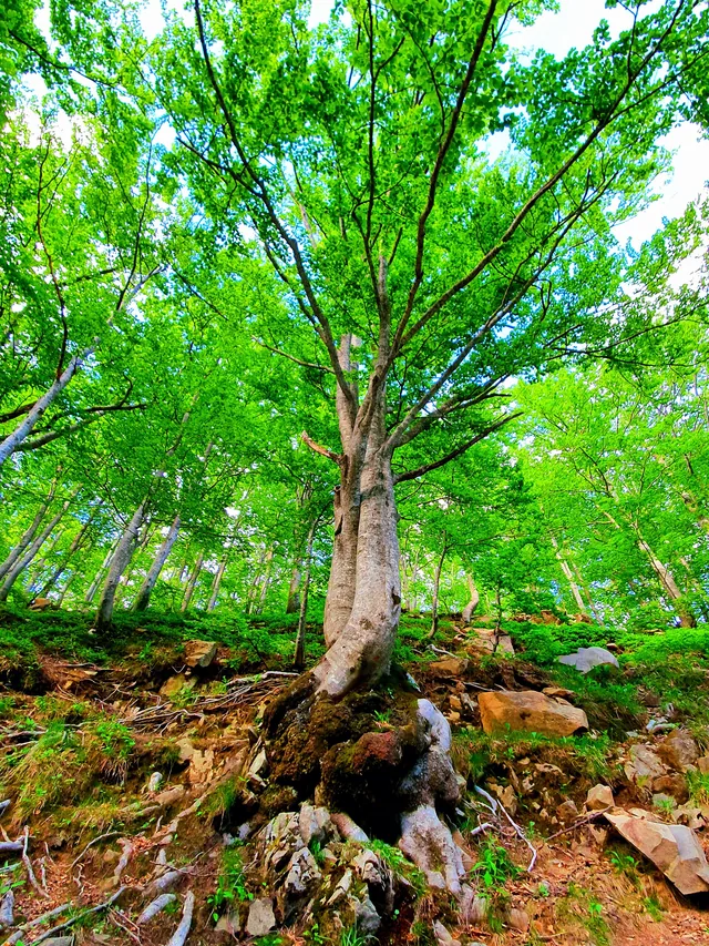 Un albero secolare nel Parco del Frignano